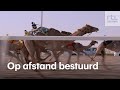 Kamelen racen door woestijn Qatar