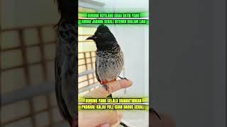 Download lagu pancingan suara burung kutilang liar #kicauburunglovebird #burung #mangkicauoffecial #kicaumania mp3 Download lagu pancingan suara burung kutilang liar #kicauburunglovebird #burung #mangkicauoffecial #kicaumania mp3