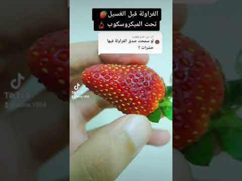 , title : 'الفراولة قبل الغسيل 🍓 تحت الميكروسكوب 🔬.   Strawberries before washing under the microscope 🔬'