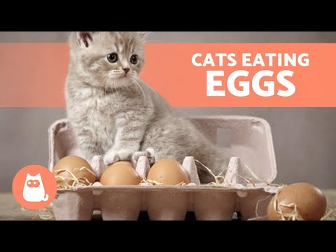 Can My CAT EAT EGGS? What About RAW EGGS? - YouTube