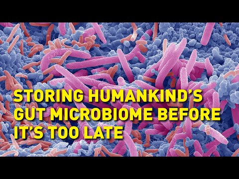 Why scientists are preserving gut bacteria from around the world