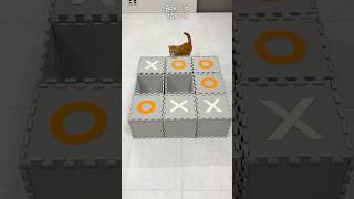 Cats play Tic-Tac-Toe game #cat  #shorts