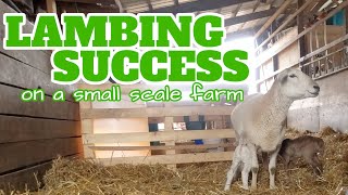 Lambing Success on a Small Scale Farm | Registered Kathadin Sheep Lambing