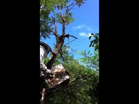 Roi Albine - Galaseni