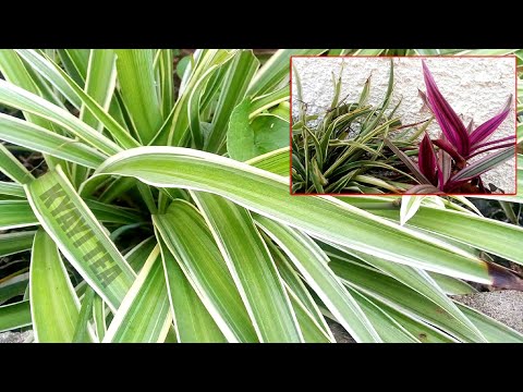 Lino Eddagala Baliyita Muleke Ligenda Kuyamba Kunsonga Zino