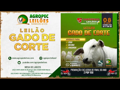 Agropecleiloes.com - LEILÃO GADO DE CORTE  | SANTHYAGO LEILÕES - FORMOSO DO ARAGUAIA-TO| 08/04/2024