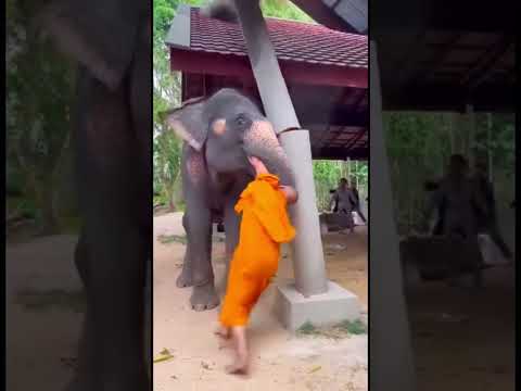 ช้างตกมัน