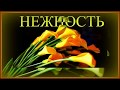The Very Romantic Music for You The Very Romantic Music for You