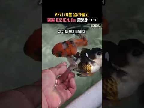 자기 이름 알아듣고 뽈뽈 따라다니는 금붕어ㅋㅋ #동물 #금붕어