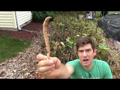 download lagu mp3 mp4 How To Dry French Beans, download lagu How To Dry French Beans gratis, unduh video klip How To Dry French Beans