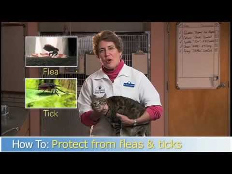 Protecting Your Cat From Fleas And Ticks