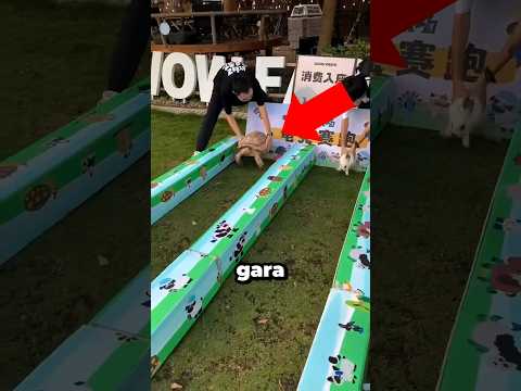 Una sfida senza precedenti per questi animali 🤯 #shorts