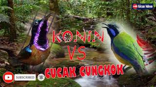 Download lagu KONIN VS CUCAK CUNGKOK ADU TEMBAK mp3