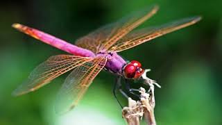 BARCLAY JAMES HARVEST - SPERRATUS