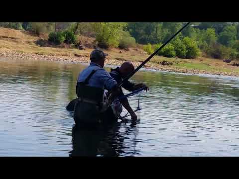 Ribolov mrene bolonjezzom