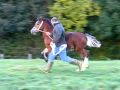 Newydd Bleddyn