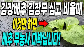 김장배추 김장무 심고 비올때 이것만 하면 배추 무농사 대박납니다! 비가 그치면 해야할것