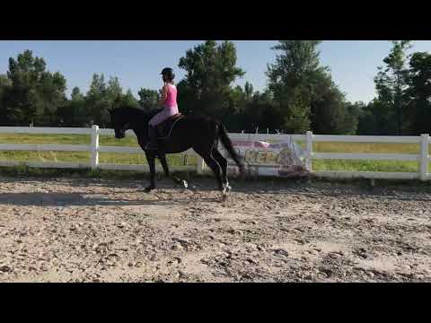 галоп 25/06/2019