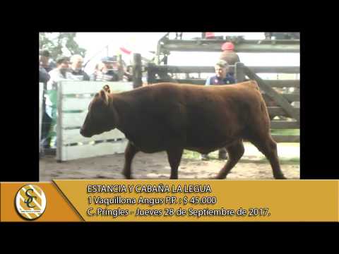 28-09-17 Venta de Vaquillonas P.P. - Estancia y Cabaña La Legua - Coronel Pringles