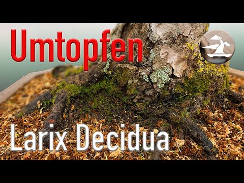 Alten Bonsai umtopfen. Die Lärche (Larix) bekommt neues Substrat.