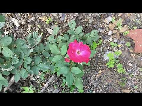 Different coloured of roses in my kitchen garden