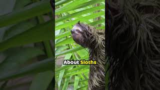 How Sid The Sloth Got His Voice