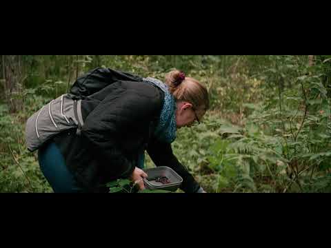 Picking Berries 2020-08-29