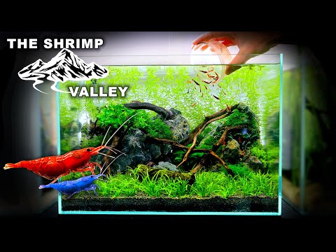 FULL AQUARIUM BUILD - The Shrimp Valley: Nano Neocaridina Shrimp Tank