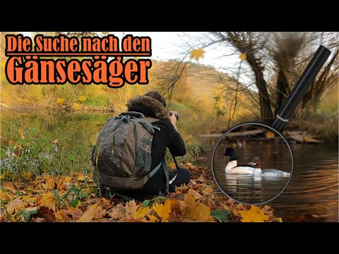 Auf der Jagd nach dem Gänsesäger – Fotoabenteuer am Wasser 🦆🔍📸