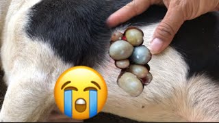 #Funny# dogs# and try find ticks every day from my poor puppy#108🐕🐶