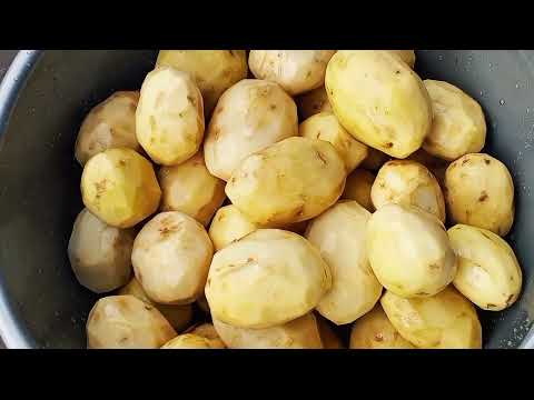 Pelatihan Agens Hayati Ramah Lingkungan untuk Pengendalian Hama Wereng di UPJA Tani Makmur Gladag