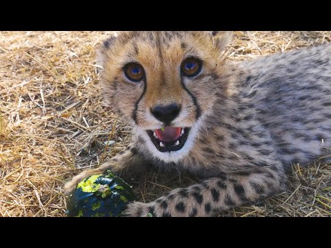 The Cheetahs Are Growing Up | The Lion Whisperer