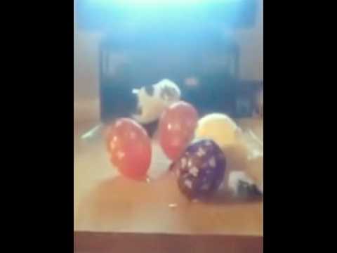 funny stupid scared cats  really funny