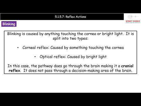 A Level Biology - 5.1.5.7 - Reflex Actions