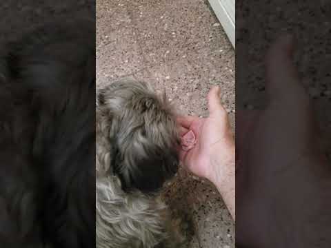 Perro que no quiere tomar el remedio