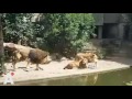 Leeuw is reiger te snel af in Artis