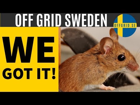 Victor multi-kill electronic mouse trap — BEST MOUSE TRAP EVER!