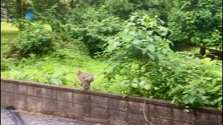 家をサルの群れが通過しました。