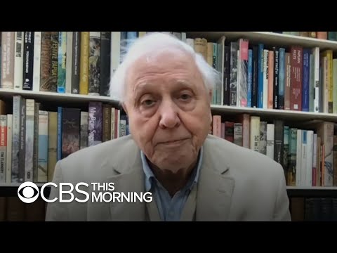 Sir David Attenborough's "The Year Earth Changed" explores nature's rebound amid COVID lockdowns