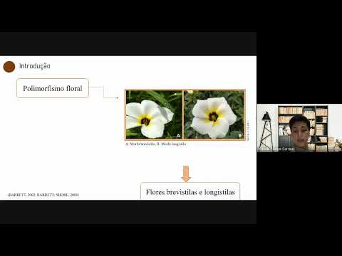 Heterostilia em T subulata  - Apresentação Camila C Correia