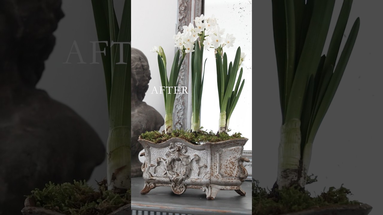 球根を植えるだけでオシャレ　ビフォー/アフター　アンティークの器がポイント。　#shorts #目出し球根　#春の庭　#ガーデニング