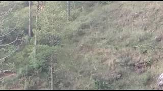 Vaishno Devi live tiger on camera