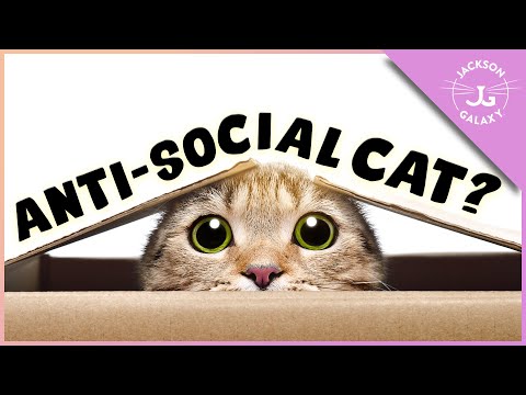 My Cat Hides Under the Bed All Day | How to Make Your Cat Feel SAFE