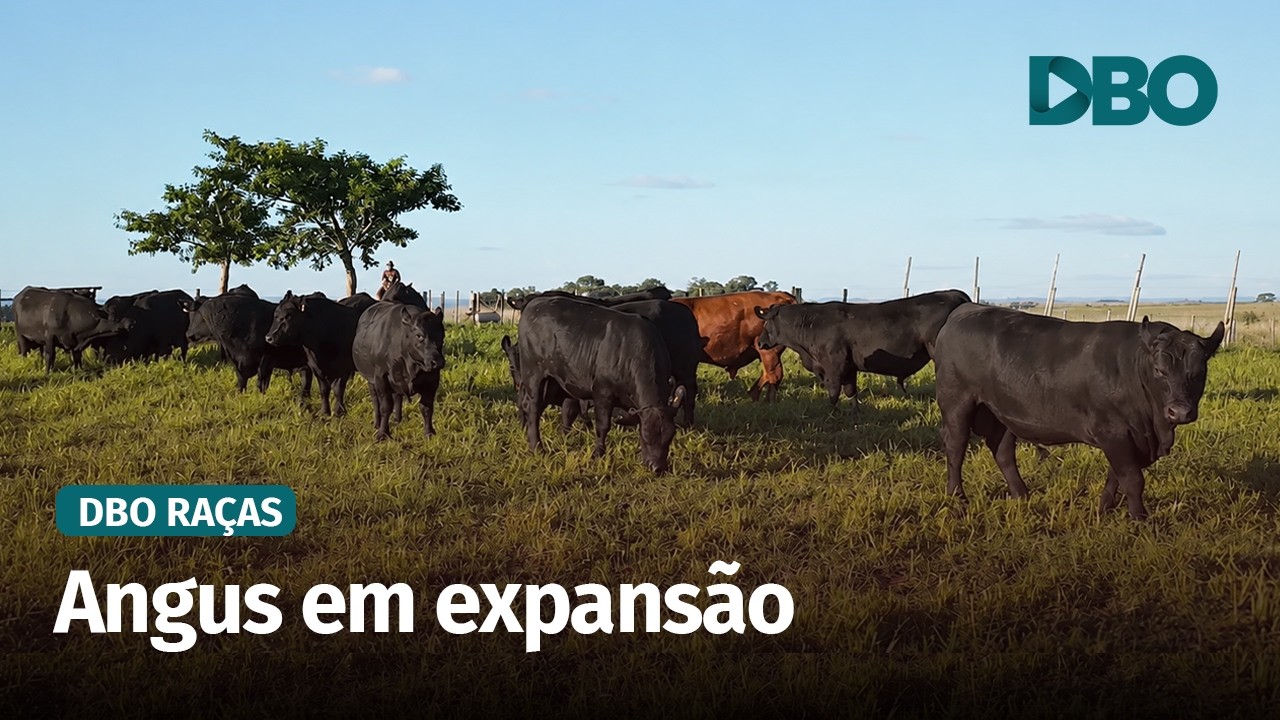 “O melhor Angus para o Brasil é o Angus brasileiro”