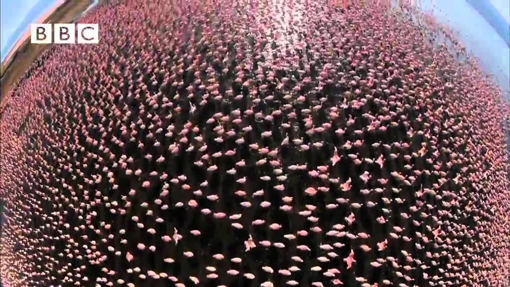 BBC's Earthflight - Trailer