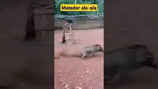 Download lagu Mang Juhana Katubruk Bagong | Adu bagong mp3