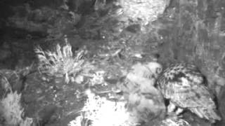 22/05/2015  21:58  Lotte re-finds rat on the ledge