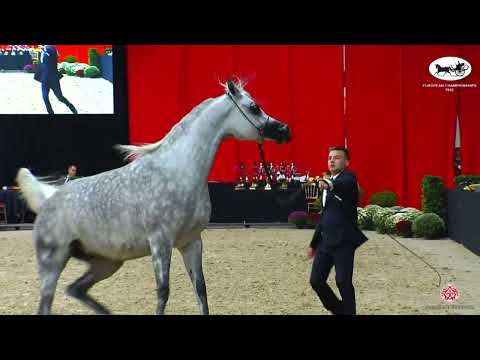 N 144 WILDANOVA   European Championships 2022   Mares 4 5 Years Old Class 7