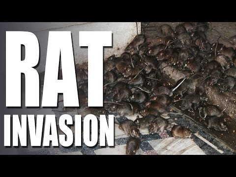 HotAir – Rat Invasion HotAir – Rat Invasion