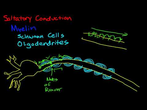 Myelin And Saltatory Conduction